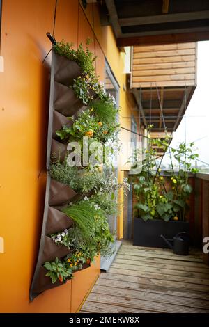 Plante grimpant poussant vers le haut de treillis abstrait, jardinière de poche murale sur le balcon Banque D'Images