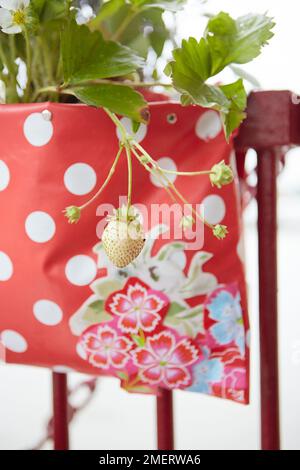 Jardinières de style sac à selle contenant des plantes de fraise Banque D'Images