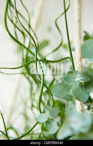 Juncus spiralis (corkscrew Rush) planté dans un panier suspendu Banque D'Images