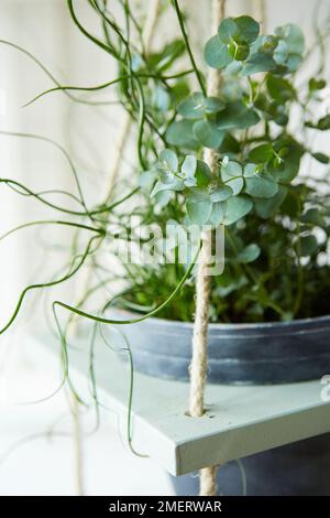 Juncus spiralis (démarrage de la vis à tête cylindrique) planté dans le pot de plante, rendant la plante mobile Banque D'Images