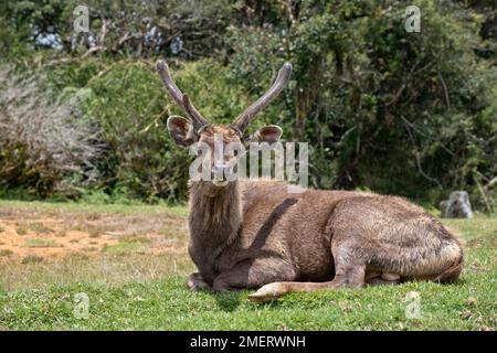 Parc national de Horton Plains, Nuwara Eliya, province d'Uva, Sambar Deer, Sri Lanka Banque D'Images