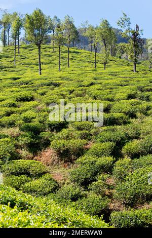 Haputhale, province d'Uva, Sri Lanka, Tea Estate Banque D'Images