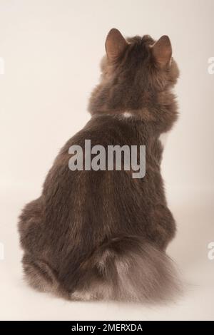 Kurilian Longhair cat Banque D'Images