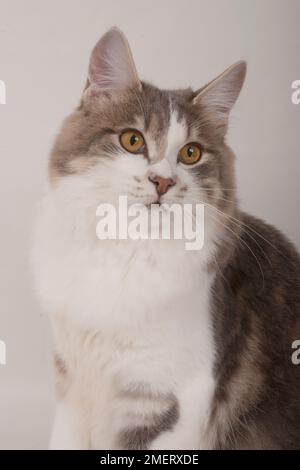 Kurilian Longhair cat Banque D'Images