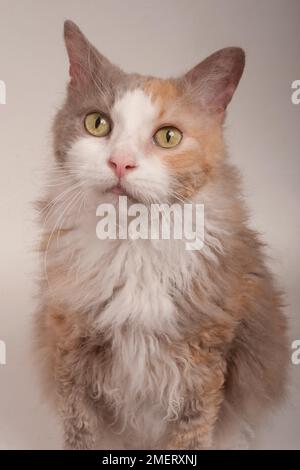 Laperm Longhair Cat Banque D'Images