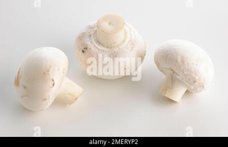 Champignons de Paris Banque D'Images