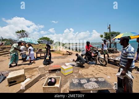 Marché aux poissons, Hambantota, province du Sud, Sri Lanka Banque D'Images