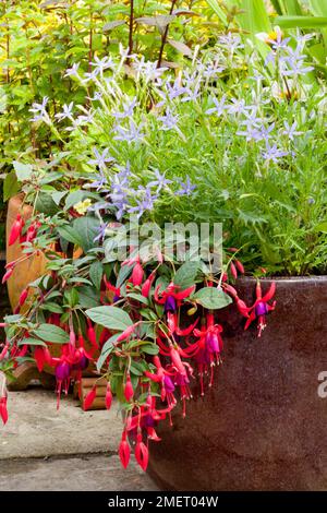 Fuchsia 'Brutus', plantation mixte Banque D'Images