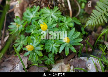 Groupe Eranthis hyemalis Cilicica (Aconite d'hiver) Banque D'Images