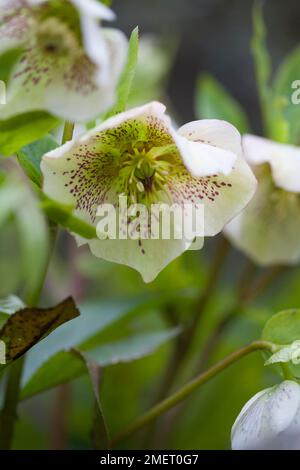 Helleborus x hybrida Banque D'Images