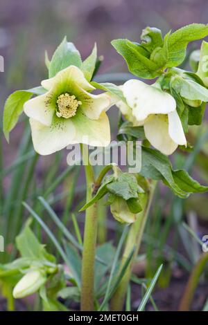 Helleborus x hybridus 'Yellow Lady' (série Lady) Banque D'Images