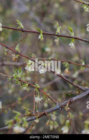 Lonicera x purpusii 'Winter Beauty' Banque D'Images