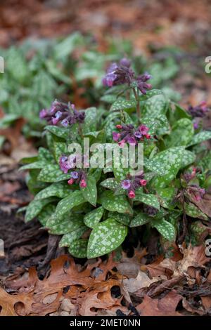 Pulmonaria longifolia 'Bertram Anderson' Banque D'Images