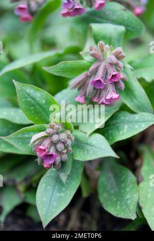 Pulmonaria rubra 'Deavid Ward' Banque D'Images