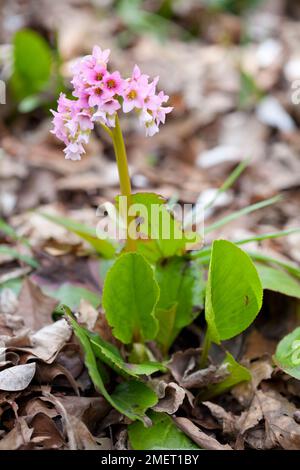 Parthenocissus 'Baby Doll' Banque D'Images