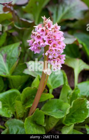 Parthenocissus 'Baby Doll' Banque D'Images