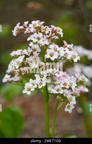 Parthenocissus 'Bressingham White' Banque D'Images