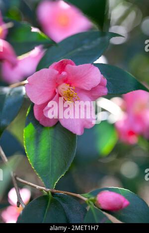 Camellia 'Cornish Spring' (cuspidata x japonica) Banque D'Images