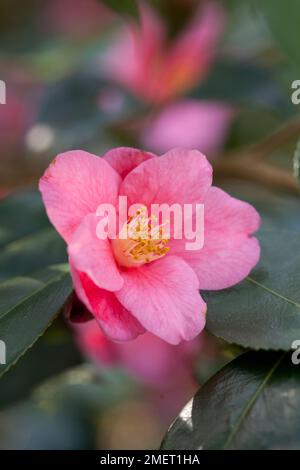 Camellia 'Cornish Spring' (cuspidata x japonica) Banque D'Images