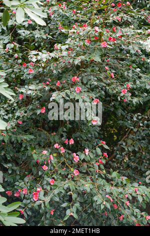 Camellia 'Cornish Spring' (cuspidata x japonica) Banque D'Images