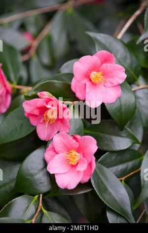 Camellia 'Cornish Spring' (cuspidata x japonica) Banque D'Images