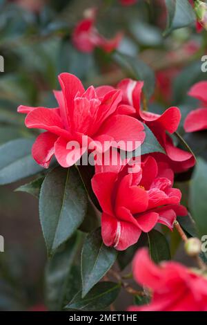 Camellia 'Freedom Bell' Banque D'Images