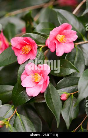 Camellia 'Cornish Spring' (cuspidata x japonica) Banque D'Images