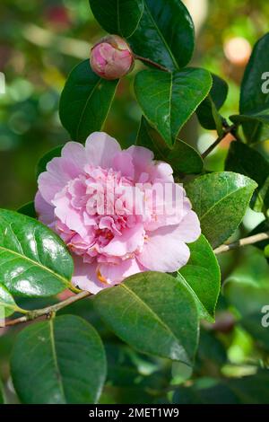 Camellia x williamsii 'Elsie jury' Banque D'Images