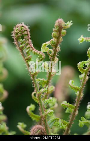 Dryopteris affinis 'Cristata' (fougère mâle squameuse) Banque D'Images