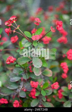 Euphorbia milii (Couronne des Thorns, Christ Plant), rouge Banque D'Images