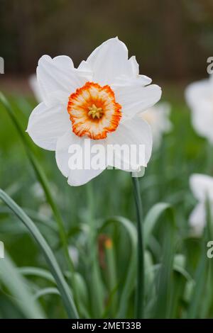 Narcisse 'Professeur Einstein' (Daffodil) Banque D'Images