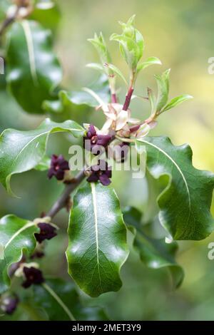 Pittosporum tenuifolium 'Abbotsbury Gold' Banque D'Images