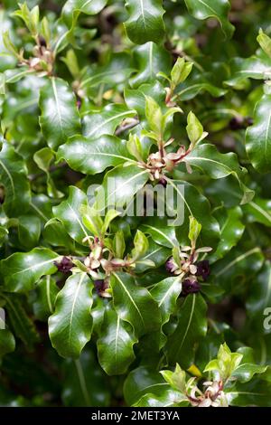 Pittosporum tenuifolium 'Abbotsbury Gold' Banque D'Images