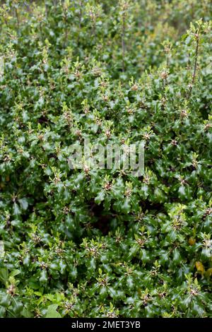 Pittosporum tenuifolium 'Abbotsbury Gold' Banque D'Images