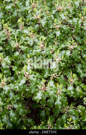 Pittosporum tenuifolium 'Abbotsbury Gold' Banque D'Images