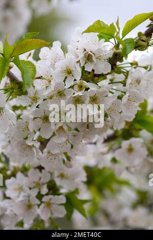 Prunus avium 'Sunburst' Banque D'Images