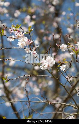 Prunus x subhirtella 'Autumnalis Rosea' Banque D'Images