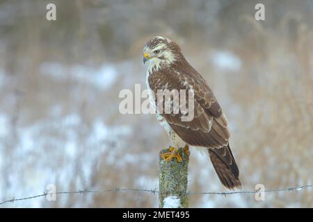 Variante légère de Buteo buteo (Buteo buteo), mue légère, en hiver, qui rôde sur la clôture des pâturages, souris de chasse, Siegerland, Nord Banque D'Images