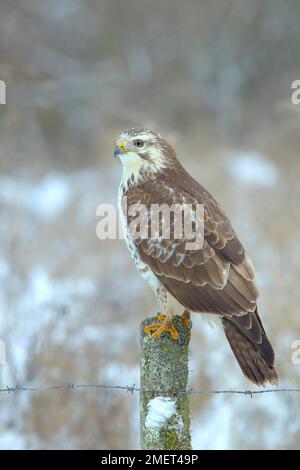 Variante légère de Buteo buteo (Buteo buteo), mue légère, en hiver, qui rôde sur la clôture des pâturages, souris de chasse, Siegerland, Nord Banque D'Images