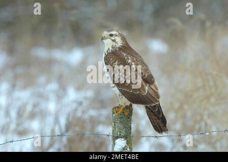 Variante légère de Buteo buteo (Buteo buteo), mue légère, en hiver, qui rôde sur la clôture des pâturages, souris de chasse, Siegerland, Nord Banque D'Images