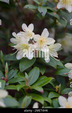 Rhododendron « Princesse Anne » Banque D'Images