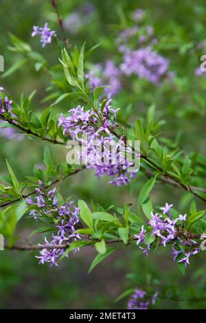 Syringa x laciniata (lilas à feuilles coupées, lilas à feuilles coupées) Banque D'Images