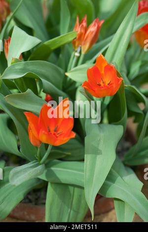 Tulipa praestans 'Fusilier' Banque D'Images