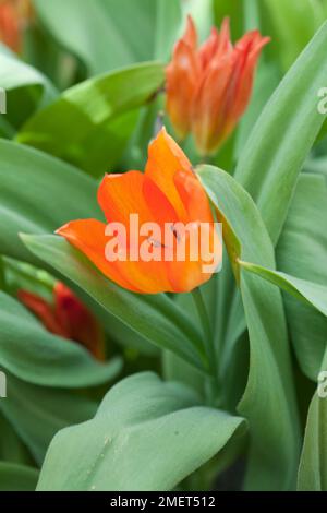 Tulipa praestans 'Fusilier' Banque D'Images