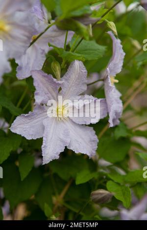 Ange bleu Clematis 'Blekitny Aniol' Banque D'Images