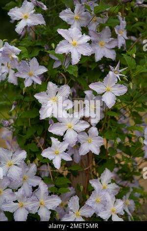 Ange bleu Clematis 'Blekitny Aniol' Banque D'Images