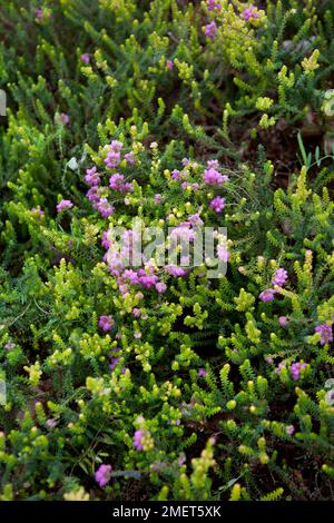 Erica x stuartii 'Irish Orange' Banque D'Images