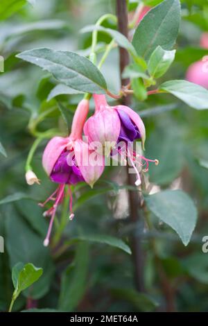 Fuchsia « Winston Churchill » Banque D'Images