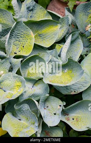 HostA 'Abiqua Drinking Gourd', feuilles en forme de cubes Banque D'Images