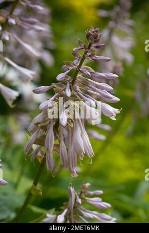 Hosta 'Big Daddy' Banque D'Images